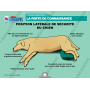 MISE A JOUR : CLE USB FORMATEUR PREMIERS SECOURS CHIENS CHATS (EN LIGNE)