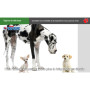 Formation aux premiers secours canins et félins en ligne