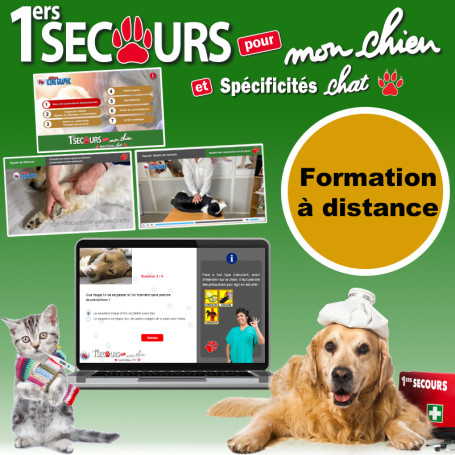 Formation aux premiers secours canins et félins en ligne