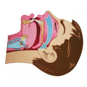 LA TETE ARTICULEE - L.V.A.