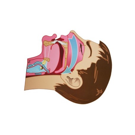 LA TETE ARTICULEE - L.V.A.