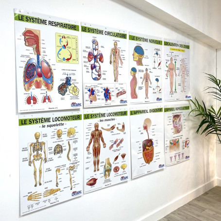 Affiche / poster d'anatomie du corps humain - Secouriste, pompier, ambulancier